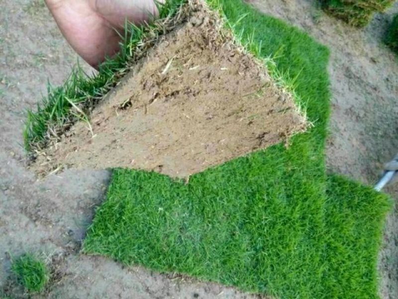 大量出售马尼拉草皮块