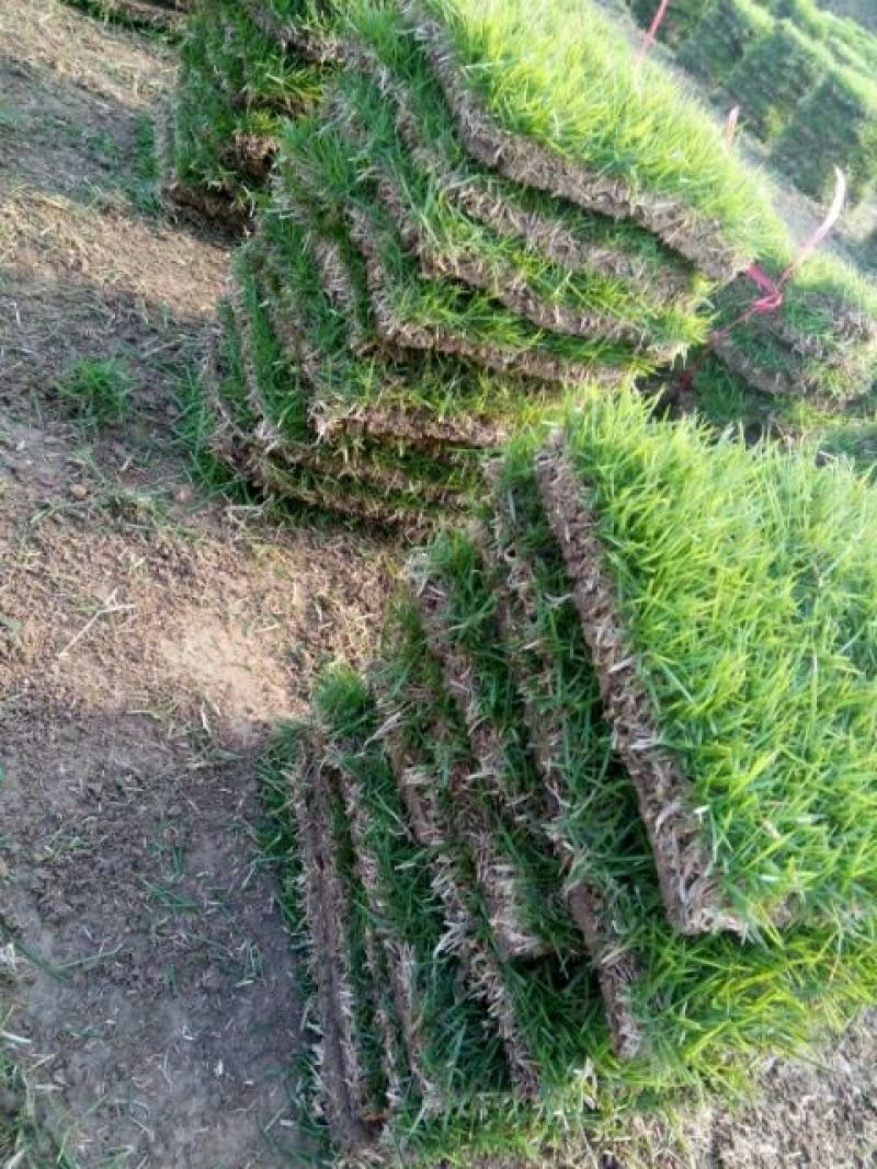 大量出售马尼拉草皮块