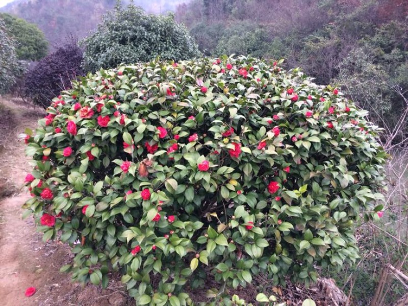 茶花茶花球，各规格茶花球……农户直销。