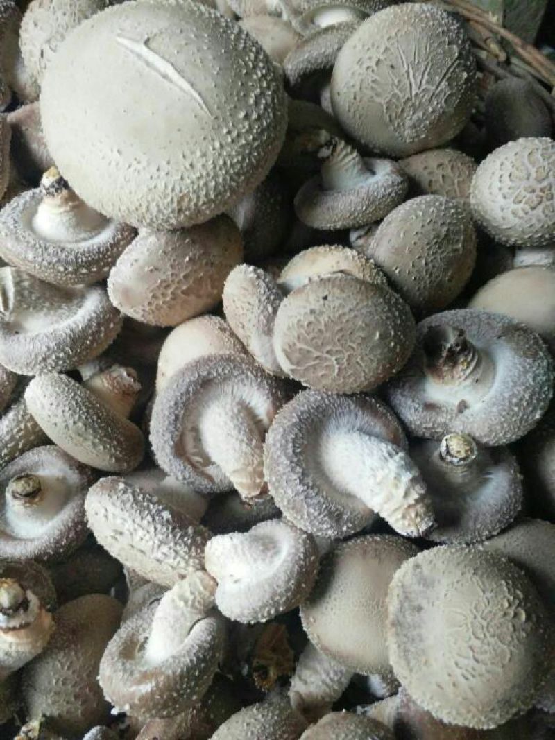 鲜香菇不开伞3%鲜货3~3.5cm