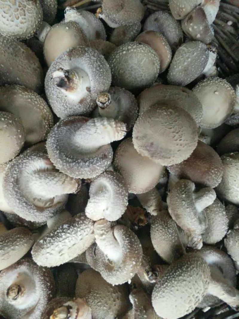 鲜香菇不开伞3%鲜货3~3.5cm