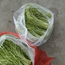 芦篙
