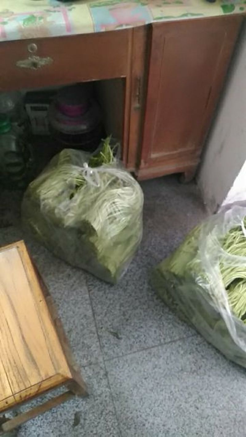 芦篙