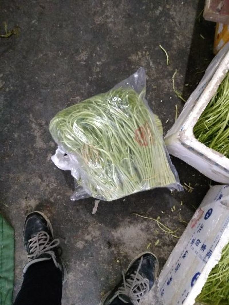 芦篙