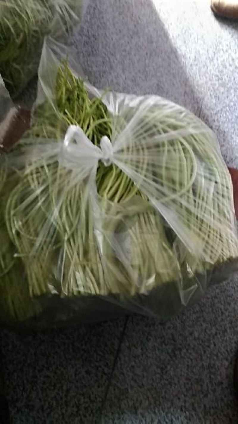 芦篙