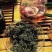 【养生凉茶】长白山人参花西洋参花非三七大花蕾8年野生泡水