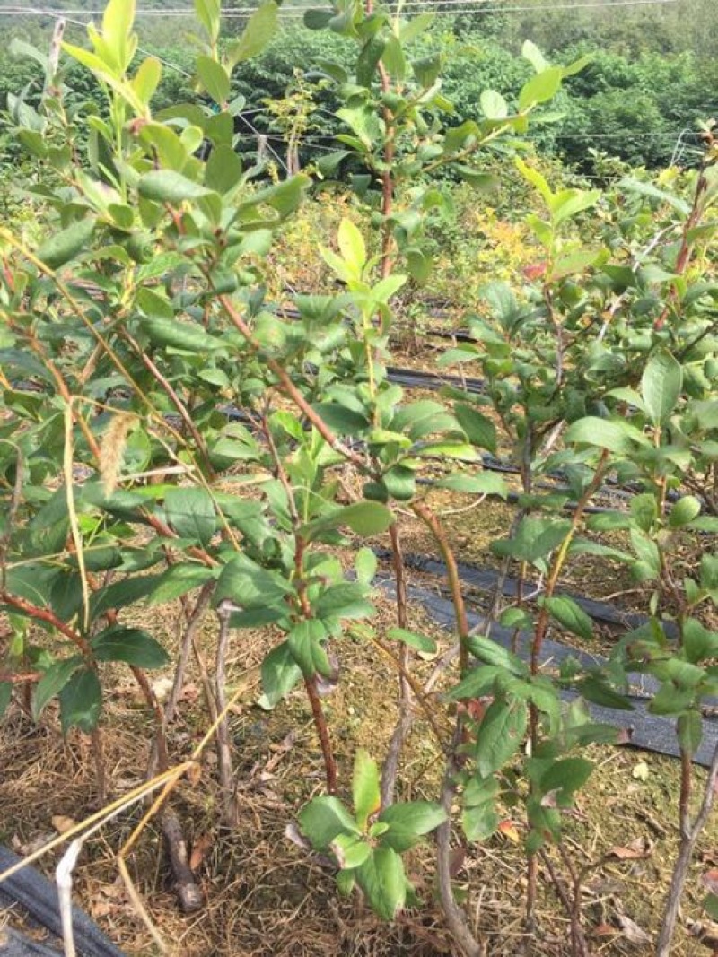 南高蓝莓苗80~100cm2年以上