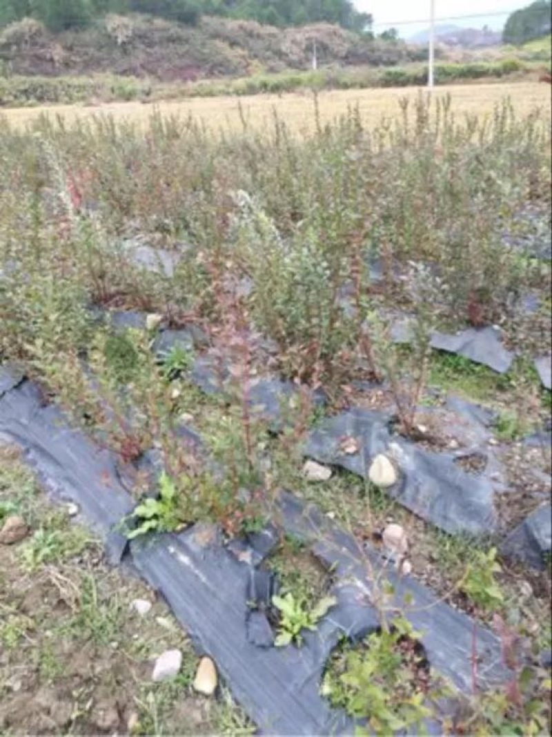 南高蓝莓苗80~100cm2年以上