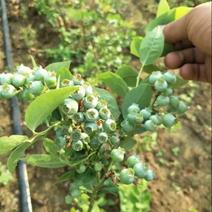 南高蓝莓苗80~100cm2年以上