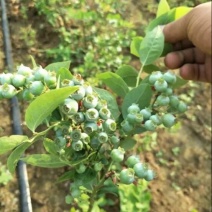 南高蓝莓苗80~100cm2年以上