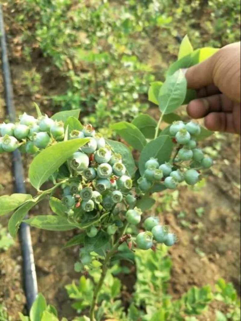 南高蓝莓苗80~100cm2年以上