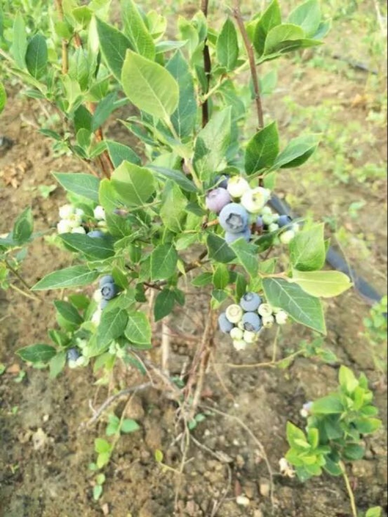 南高蓝莓苗80~100cm2年以上