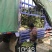 红心火龙果苗台湾软枝大红苗金都一号自花授粉不用人工授粉