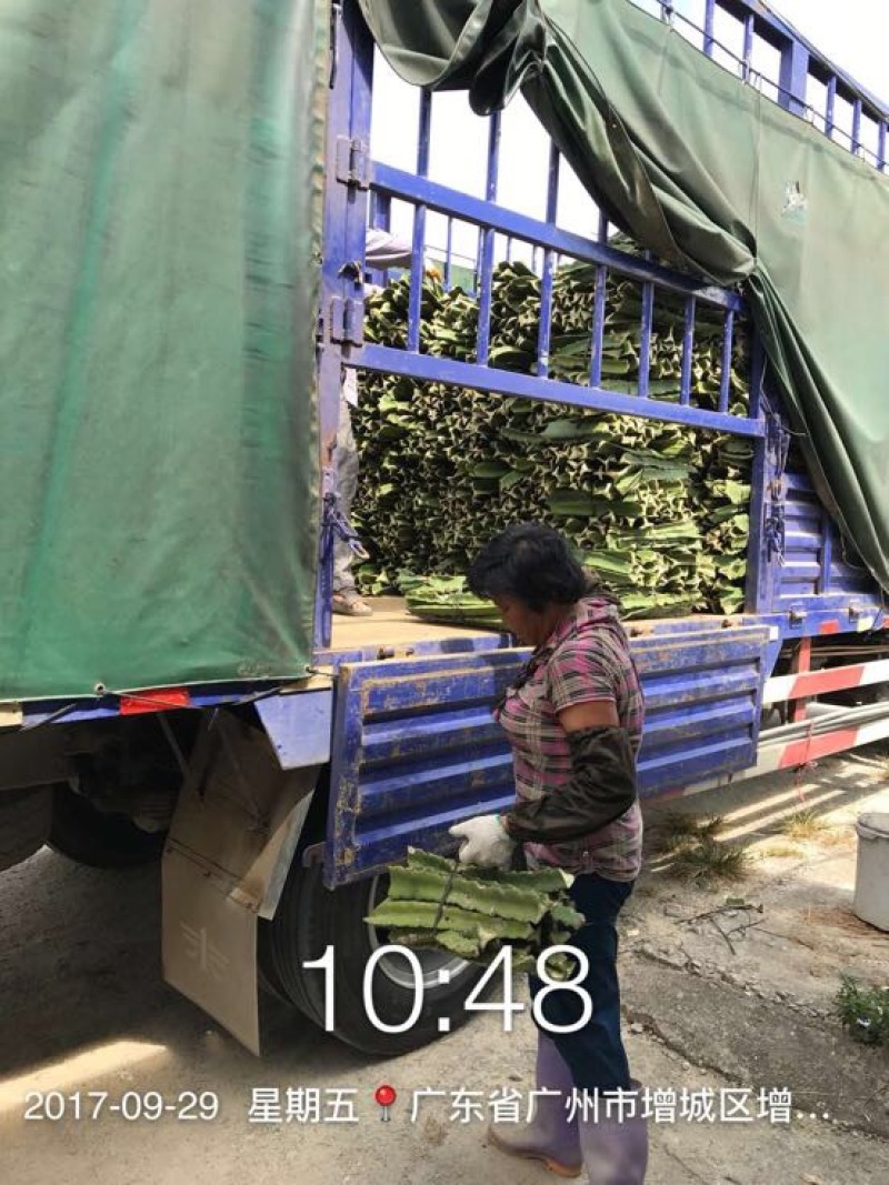 红心火龙果苗台湾软枝大红苗金都一号自花授粉不用人工授粉