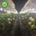 红心火龙果苗台湾软枝大红苗金都一号自花授粉不用人工授粉