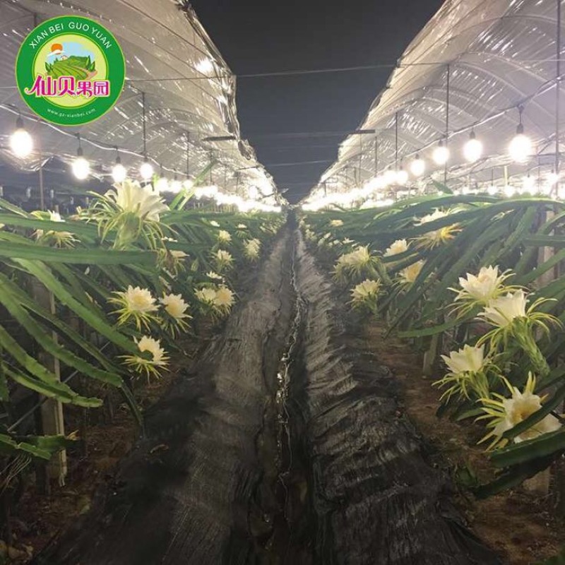 红心火龙果苗台湾软枝大红苗金都一号自花授粉不用人工授粉