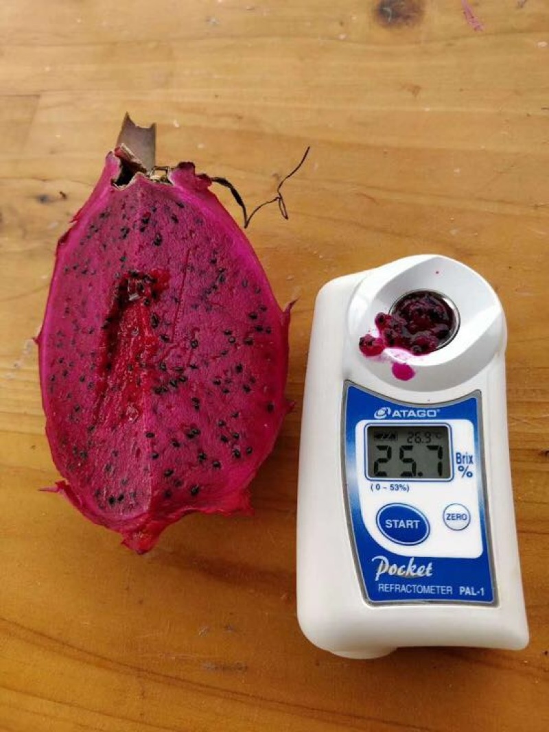 红心火龙果苗台湾软枝大红苗金都一号自花授粉不用人工授粉