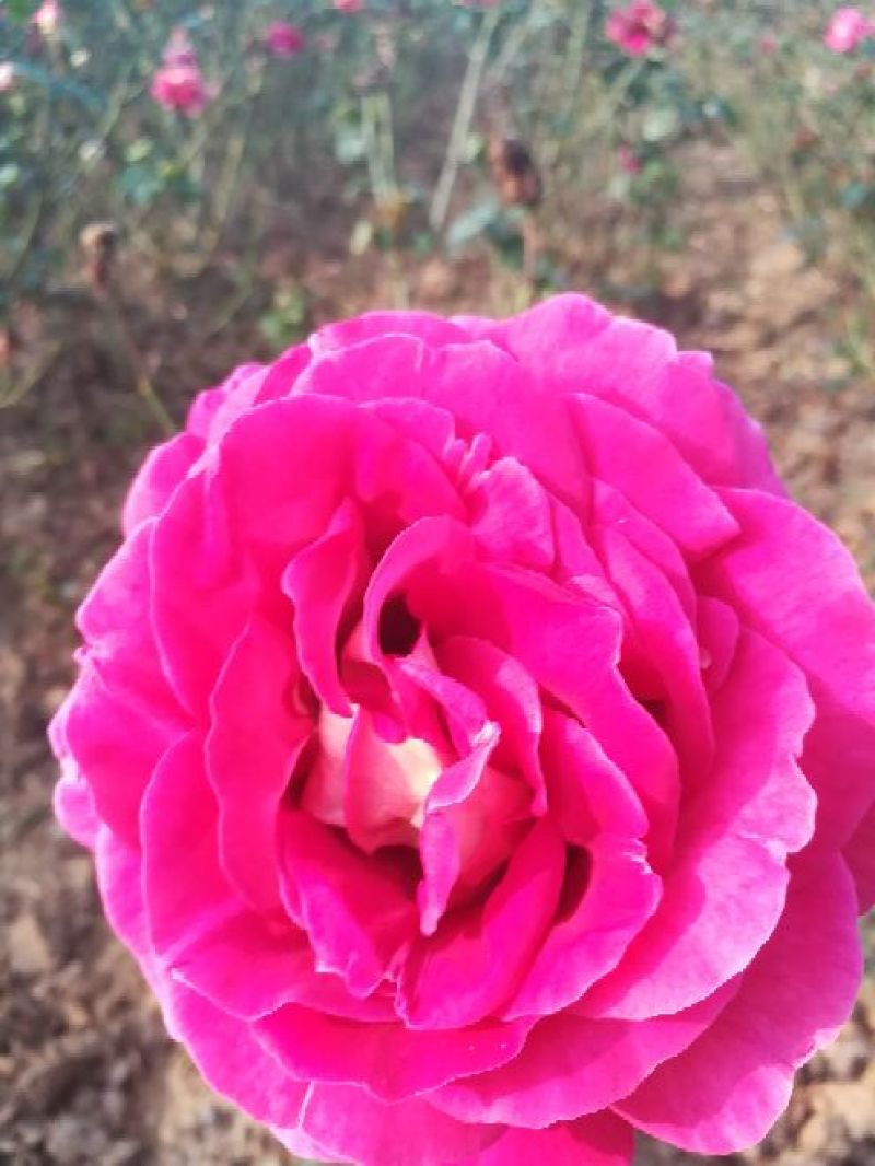 玫瑰花蕾80~100cm