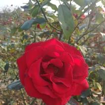 玫瑰花蕾80~100cm
