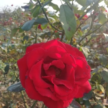 玫瑰花蕾80~100cm