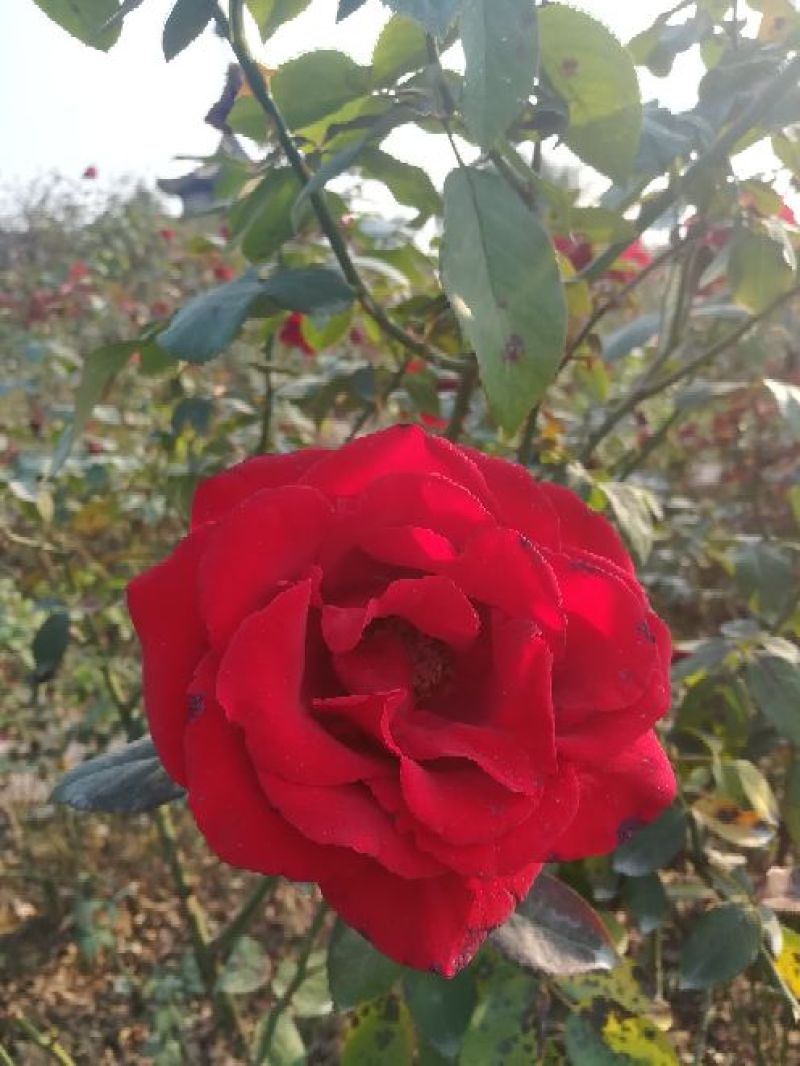 玫瑰花蕾80~100cm