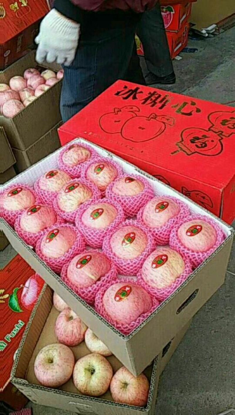 【精选】苹果红富士苹果，产地直销可视频看货