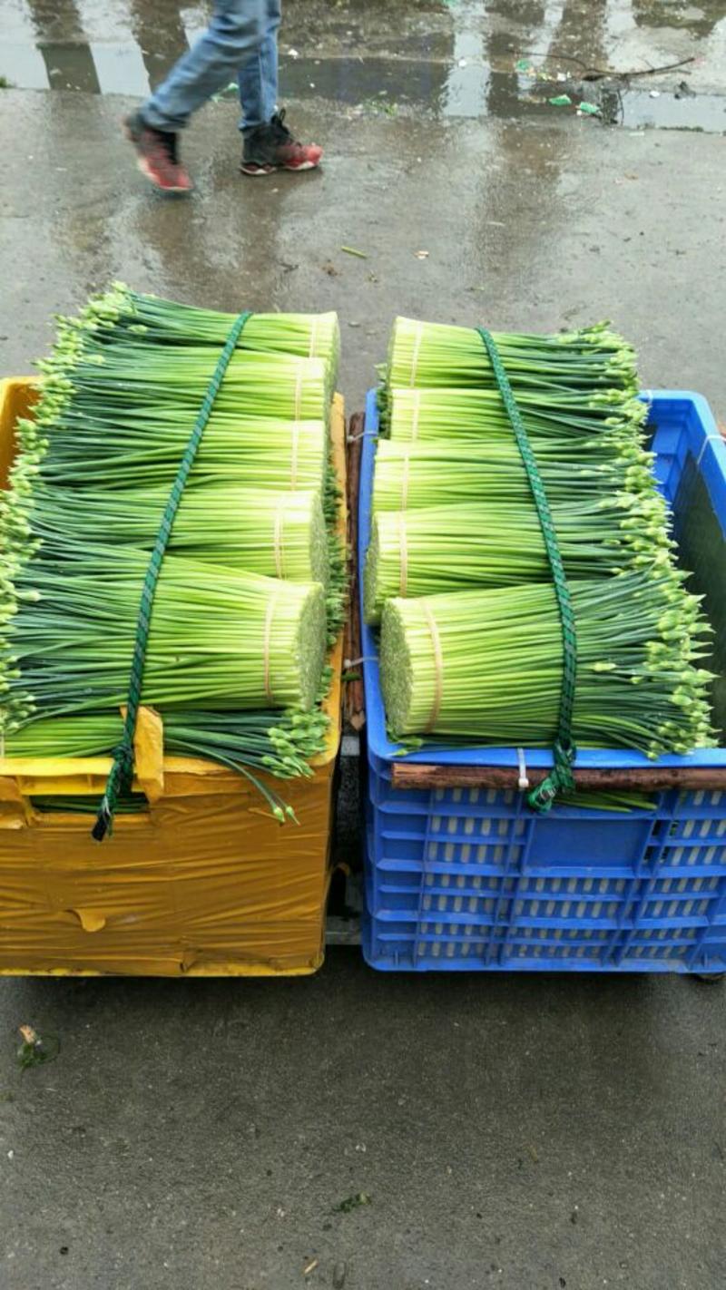 韭菜花20~25cm产地常年供应商。尽力最好的