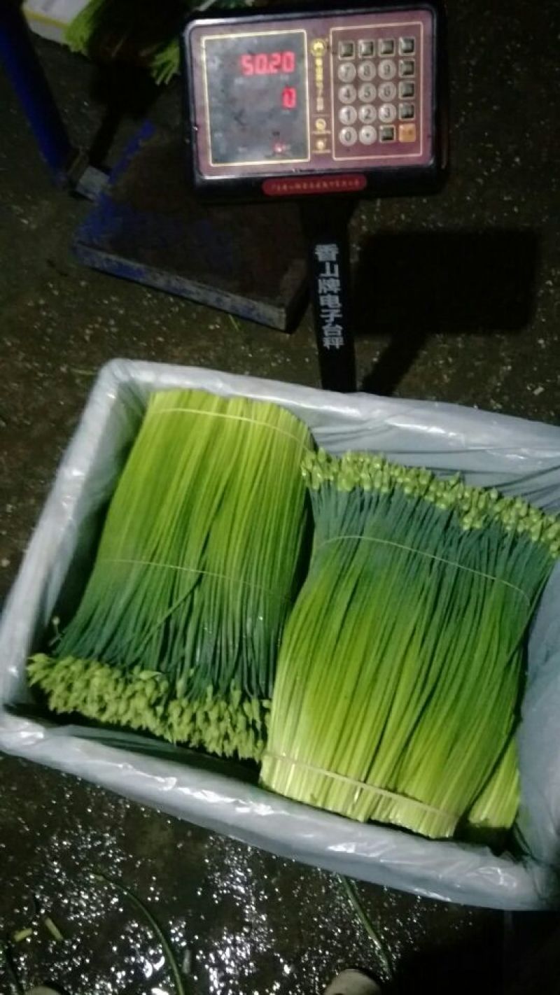 韭菜花20~25cm产地常年供应商。尽力最好的