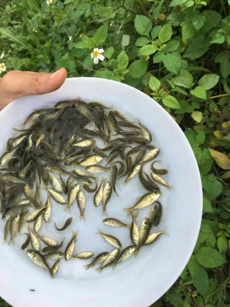 优选鲤鱼苗建鲤鱼苗销量与养殖全国发货
