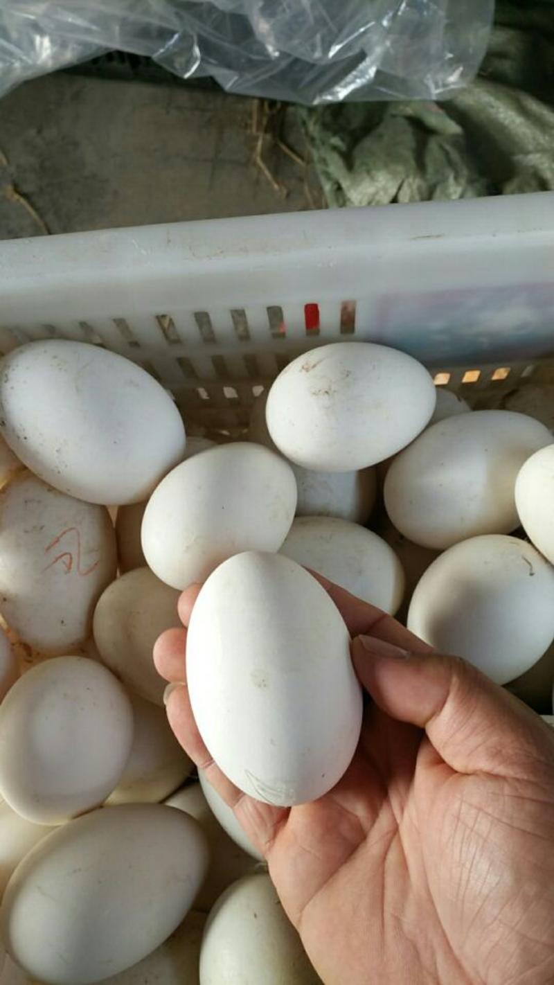 鹅蛋江苏鹅蛋本地鹅蛋买鹅蛋新鲜鹅蛋批发鹅蛋