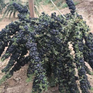 黑枸杞苗2-3年苗包邮供技术