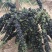 黑枸杞苗2-3年苗包邮供技术
