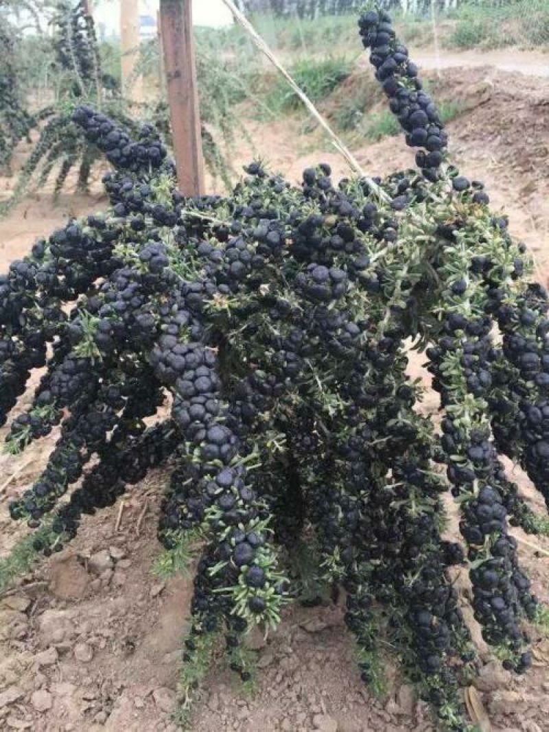 黑枸杞苗2-3年苗包邮供技术