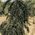 黑枸杞苗2-3年苗包邮供技术