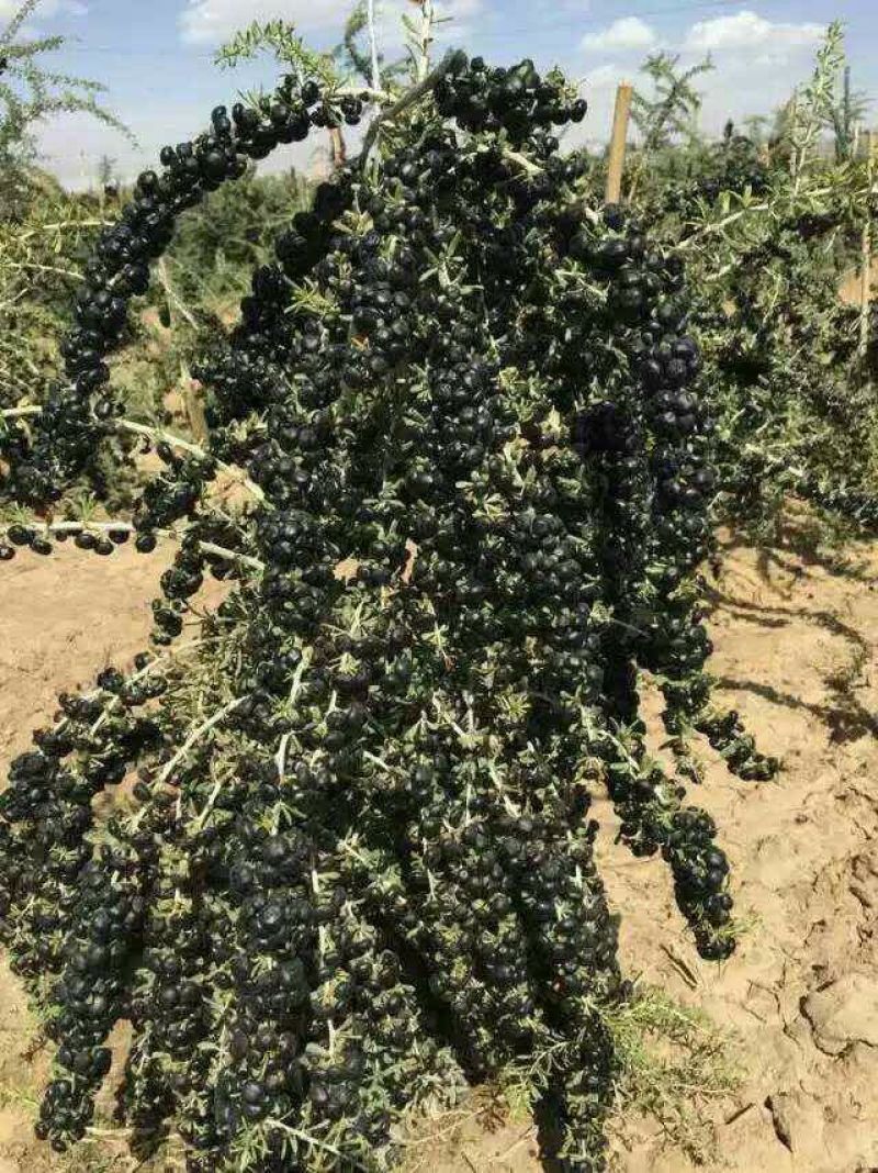 黑枸杞苗2-3年苗包邮供技术
