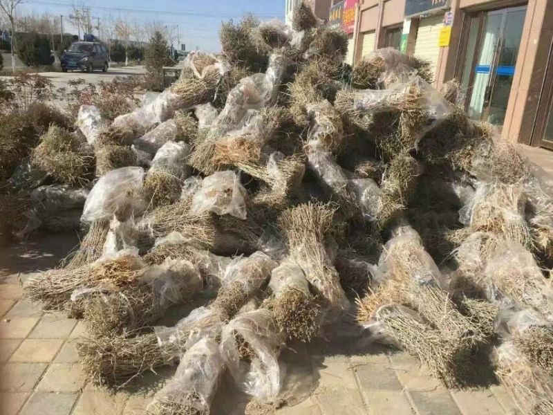 黑枸杞苗2-3年苗包邮供技术