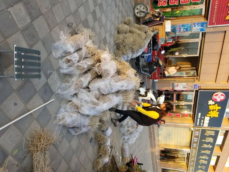 黑枸杞苗2-3年苗包邮供技术