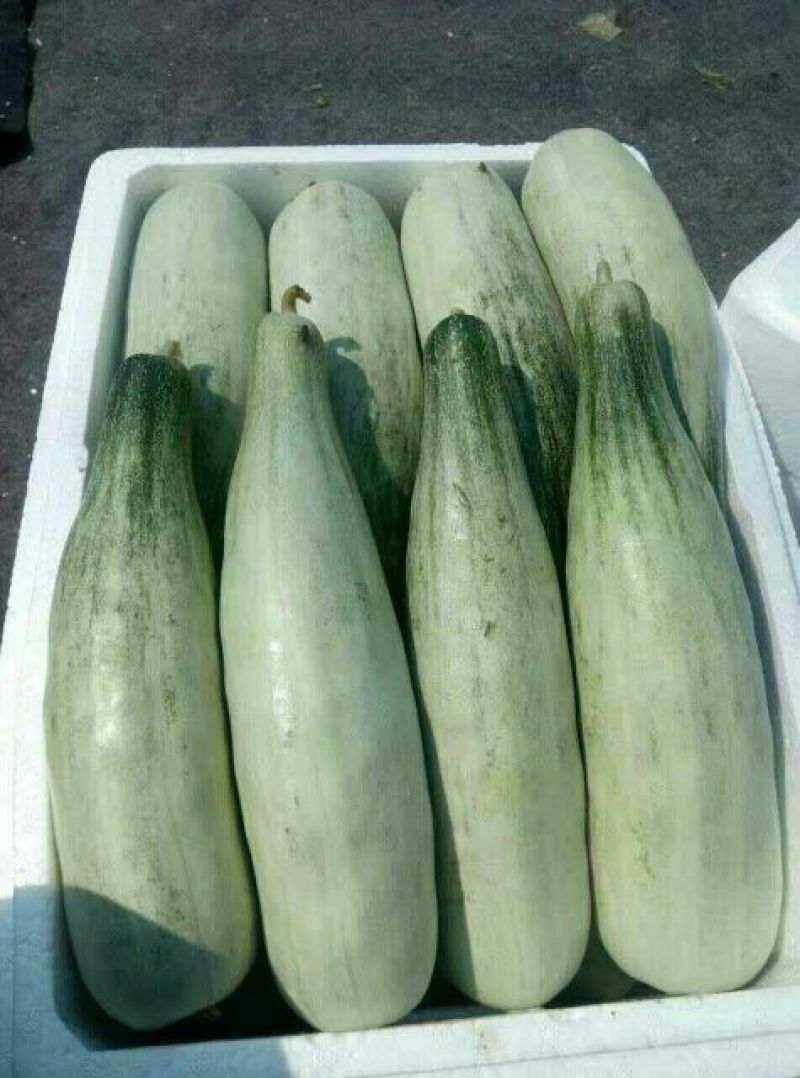 羊角蜜甜瓜0.6斤以上统货