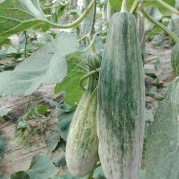羊角蜜甜瓜0.6斤以上统货