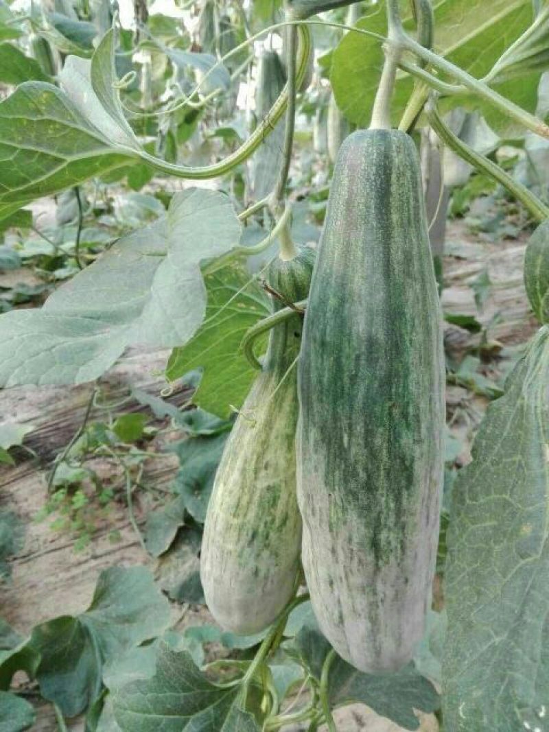 羊角蜜甜瓜0.6斤以上统货