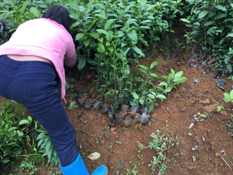 茶叶树苗英红九号红茶苗茶鸿雁十二号绿茶苗，白茶苗，