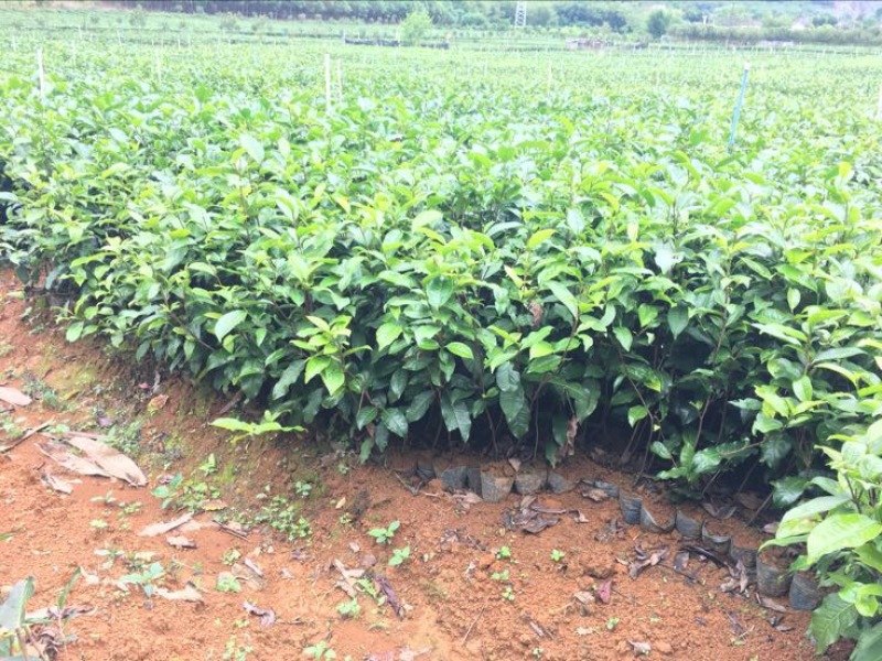 茶叶树苗英红九号红茶苗茶鸿雁十二号绿茶苗，白茶苗，