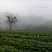 茶叶树苗英红九号红茶苗茶鸿雁十二号绿茶苗，白茶苗，