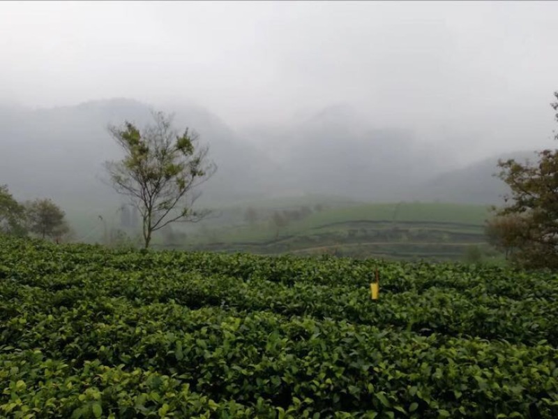 茶叶树苗英红九号红茶苗茶鸿雁十二号绿茶苗，白茶苗，