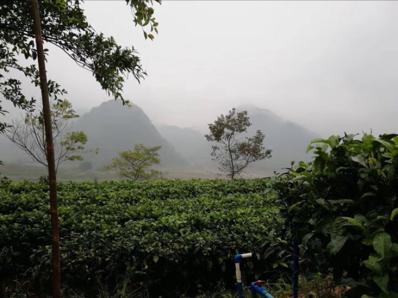 茶叶树苗英红九号红茶苗茶鸿雁十二号绿茶苗，白茶苗，