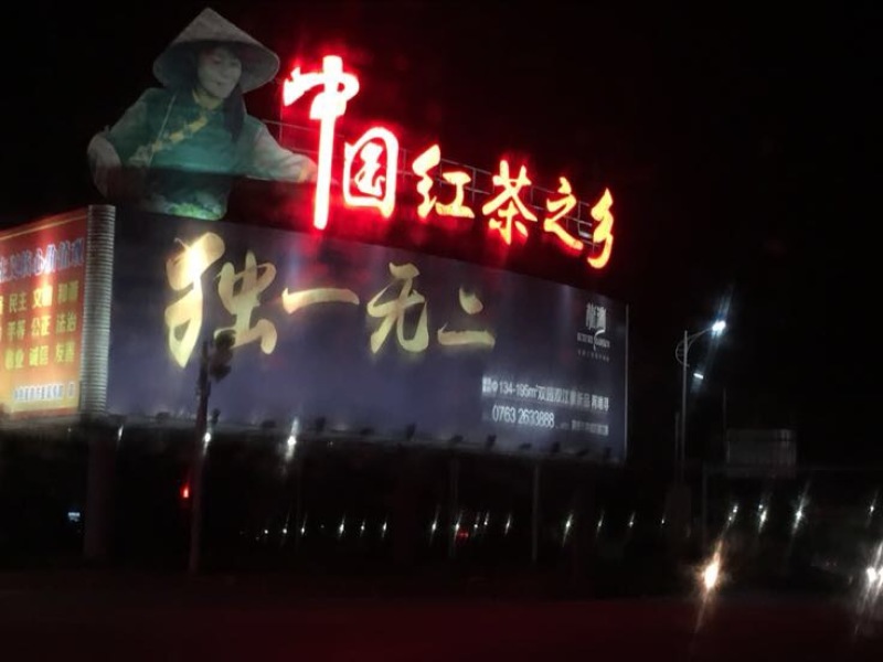 茶叶树苗英红九号红茶苗茶鸿雁十二号绿茶苗，白茶苗，