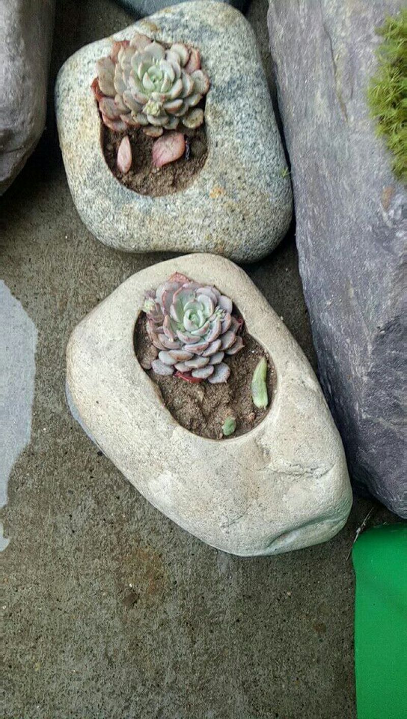 花盆