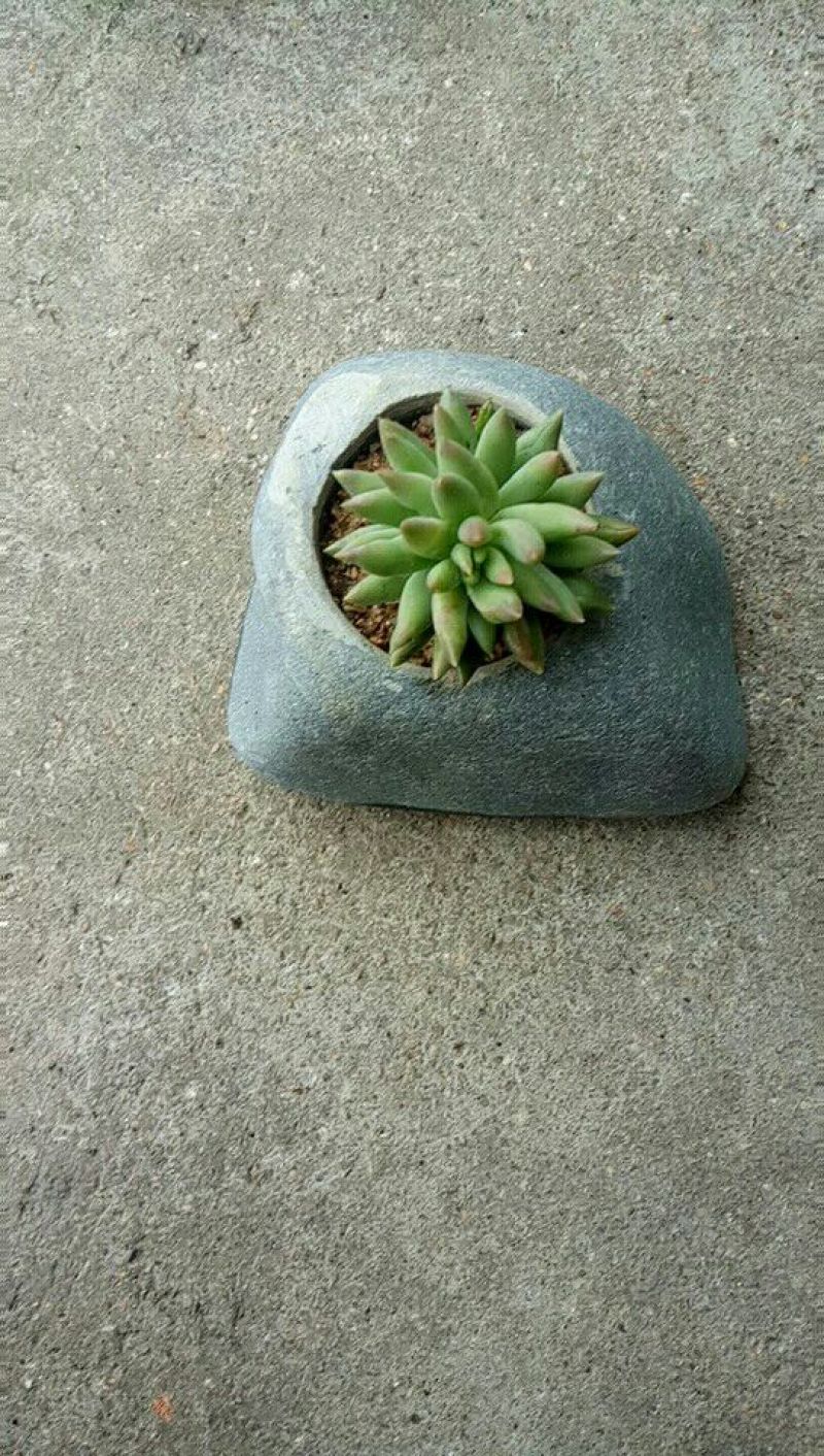 花盆