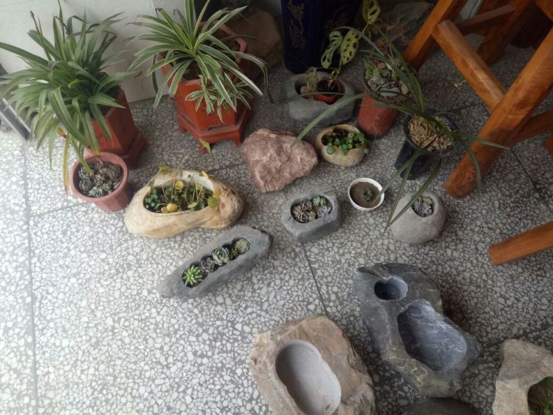 花盆