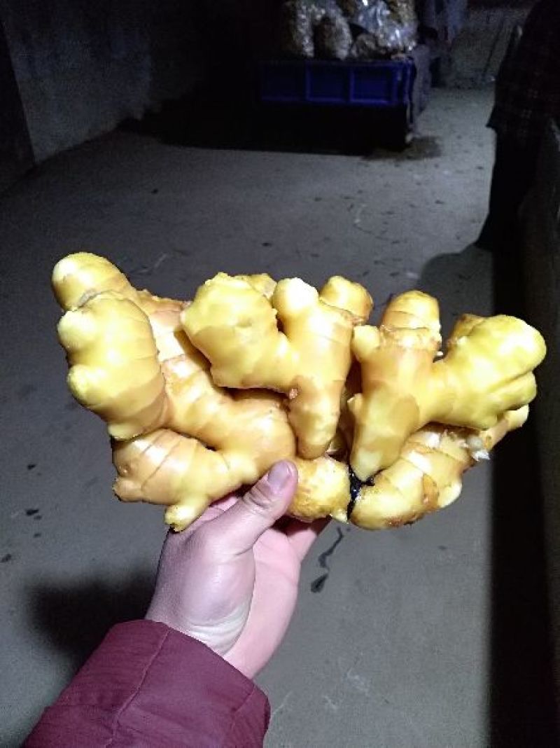 沙土地大黄姜，姜农地窖出姜，产地一手货源，产地直销